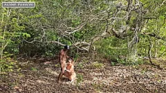 play Interracial Begegnung im Freien im Wald: Eliane Furacao und Marcio Baiano